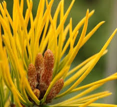 Attēlu rezultāti vaicājumam “Pinus pumila male flower”