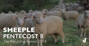 Image result for sheeple