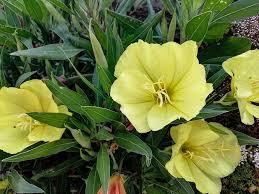 Image result for Nachtkerze