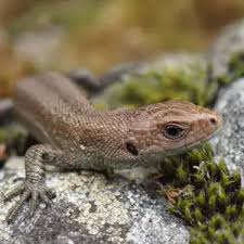 Attēlu rezultāti vaicājumam “Lacerta vivipara juvenile”