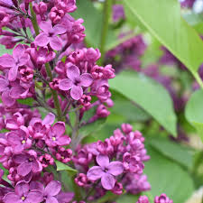 Attēlu rezultāti vaicājumam “Syringa vulgaris”