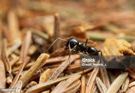 Attēlu rezultāti vaicājumam “Lasius fuliginosus”