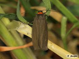 Attēlu rezultāti vaicājumam “Atolmis rubricollis”