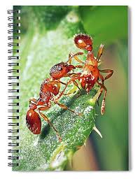 Attēlu rezultāti vaicājumam “Myrmica rubra”