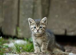 Attēlu rezultāti vaicājumam “Felis silvestris catus juvenile”