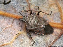 Attēlu rezultāti vaicājumam “Troilus luridus”