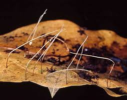 Attēlu rezultāti vaicājumam “Macrotyphula juncea”