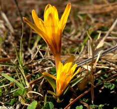 Attēlu rezultāti vaicājumam “Colchicum luteum”