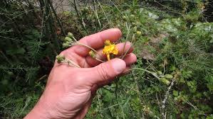 Attēlu rezultāti vaicājumam “Hieracium laevigatum”