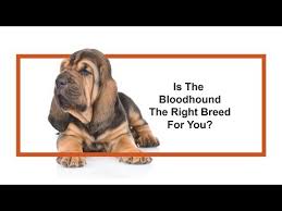 Image result for Carlisle BloodHounds