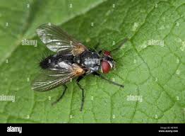 Attēlu rezultāti vaicājumam “Tachinidae”