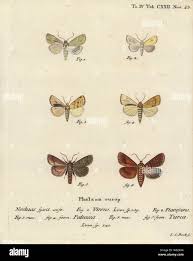 Attēlu rezultāti vaicājumam “Mythimna turca”