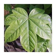 Attēlu rezultāti vaicājumam “Kalopanax septemlobus fruit”