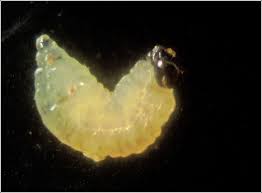 Attēlu rezultāti vaicājumam “Microrrhinum minus leaf”