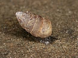 Attēlu rezultāti vaicājumam “Ena montana”