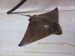 Image result for Myliobatis freminvillei