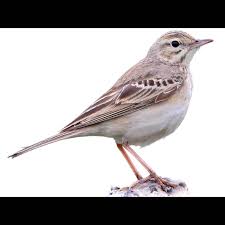 Image result for Anthus campestris