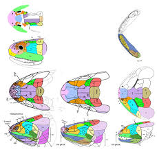 Attēlu rezultāti vaicājumam “Laccognathus panderi”