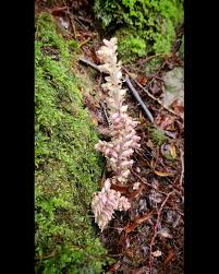 Attēlu rezultāti vaicājumam “Lathraea squamaria fruit”