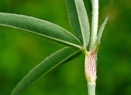 Attēlu rezultāti vaicājumam “Trifolium alpestre leaf”