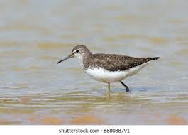 Attēlu rezultāti vaicājumam “Tringa ochropus”