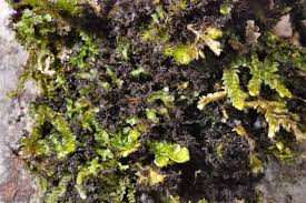 Attēlu rezultāti vaicājumam “Leptogium lichenoides”