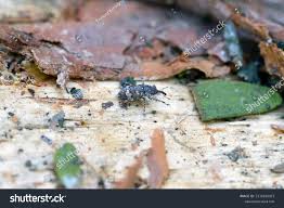 Attēlu rezultāti vaicājumam “Pissodes piniphilus”