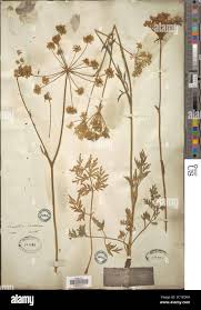 Attēlu rezultāti vaicājumam “Laserpitium prutenicum”