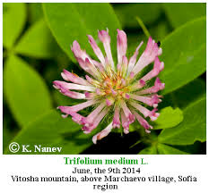 Attēlu rezultāti vaicājumam “Trifolium medium”