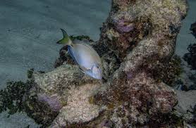Image result for Acanthurus bahianus