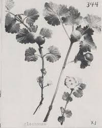 Attēlu rezultāti vaicājumam “Liposthenes glechomae”