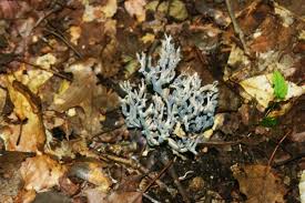 Attēlu rezultāti vaicājumam “Peltigera polydactylon”