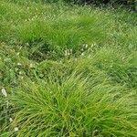 Attēlu rezultāti vaicājumam “Carex cespitosa flower”