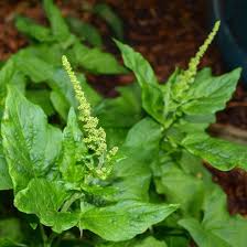 Attēlu rezultāti vaicājumam “Chenopodium bonus-henricus”