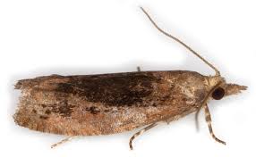 Attēlu rezultāti vaicājumam “Epinotia brunnichana”