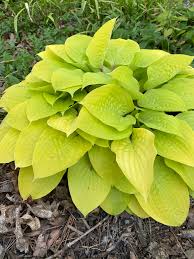 Attēlu rezultāti vaicājumam “Hosta sp. leaf”