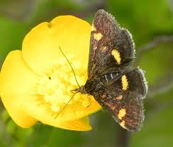 Attēlu rezultāti vaicājumam “Pyrausta aurata”