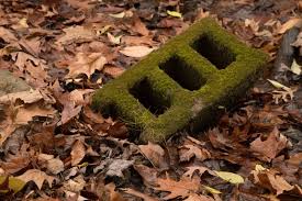 Attēlu rezultāti vaicājumam “Hygroamblystegium varium”