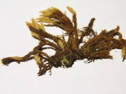 Attēlu rezultāti vaicājumam “Aulacomnium”