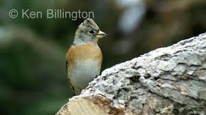 Attēlu rezultāti vaicājumam “Fringilla montifringilla”