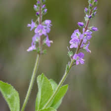 Attēlu rezultāti vaicājumam “Veronica officinalis fruit”