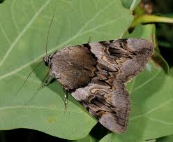 Attēlu rezultāti vaicājumam “Catocala fulminea”