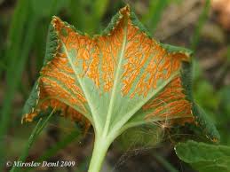 Attēlu rezultāti vaicājumam “Trachyspora intrusa”