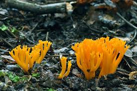 Attēlu rezultāti vaicājumam “Ramariopsis crocea”