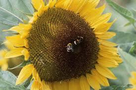 Attēlu rezultāti vaicājumam “Helianthus annuus fruit”