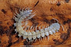 Attēlu rezultāti vaicājumam “Myriapoda”