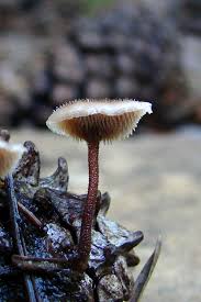 Attēlu rezultāti vaicājumam “Auriscalpium vulgare”