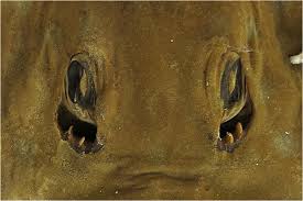 Image result for Acroteriobatus blochii