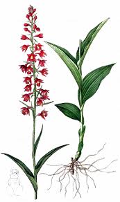 Attēlu rezultāti vaicājumam “Epipactis atrorubens flower”
