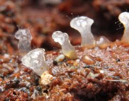 Attēlu rezultāti vaicājumam “Ceratiomyxa morchella stalked”